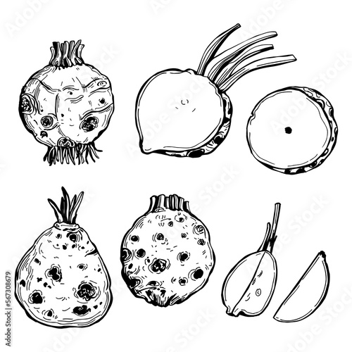 Sketch celeriac . Vector   illustration. photo