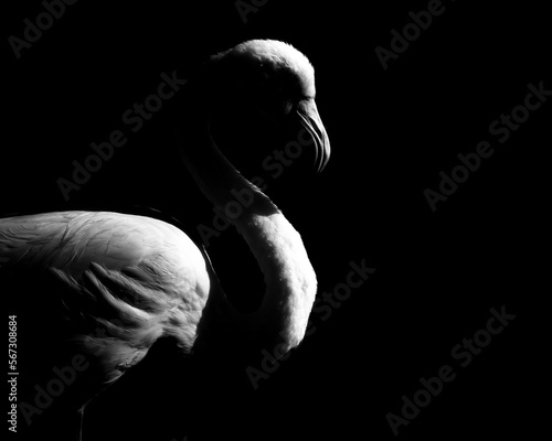 Fototapeta Naklejka Na Ścianę i Meble -  Black and White Flamingo by sunset