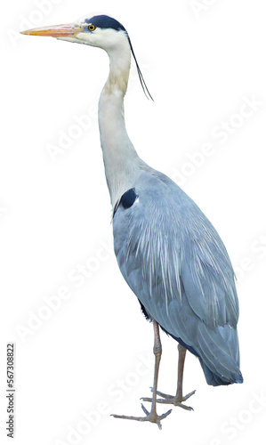 Foto Grand héron bleu