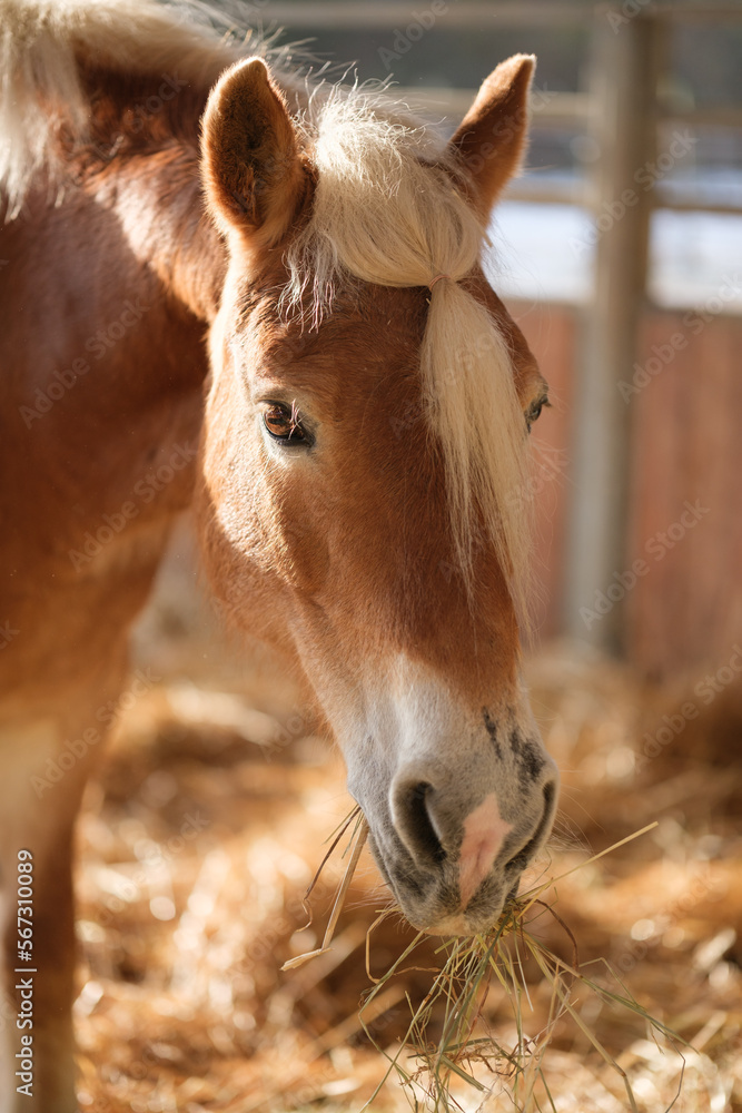 Naklejka premium Brown horse in stable eating hay and straw on a sunny day. Mane is tied into a ponytail. Feeding in the horse stall. Closeup of the head.
