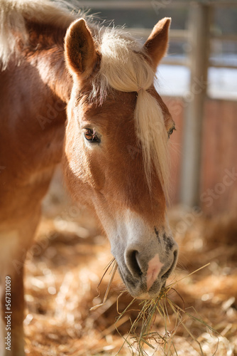 Brown horse in stable eating hay and straw on a sunny day. Mane is tied into a ponytail. Feeding in the horse stall. Closeup of the head.