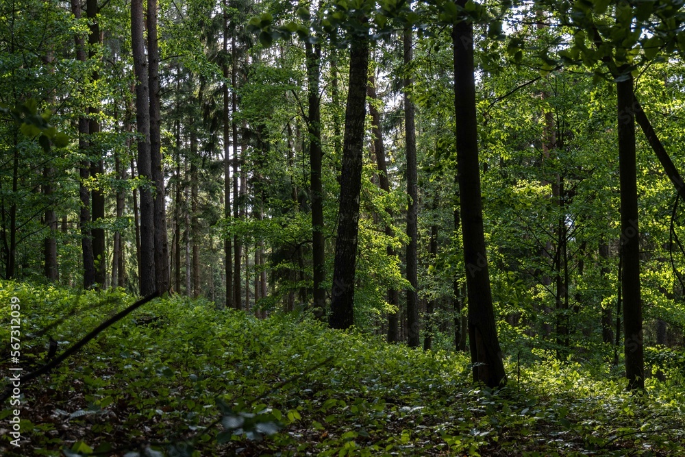 Obraz premium trees in the forest