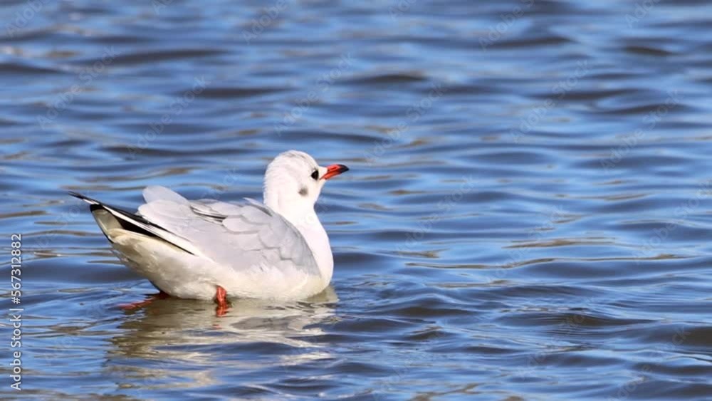 A black-headed gull (Chroicocephalus ridibundus) Swimming and drinking in the Nature Reserve Marismas del Odiel, Huelva, Andalusia, Spain A black-headed gull (Chroicocephalus ridibundus) Swimming and drinking in the Nature Reserve Marismas del Odiel, Huelva, Andalusia, Spain