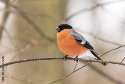 bullfinch on a branch