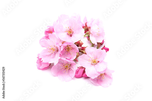 Cherry blossom isolated on white background. Sign of spring. Copy space © Nikox2