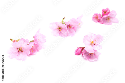 Cherry blossom isolated on white background. Sign of spring. Copy space.Selective focus.