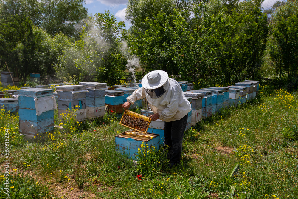 The beekeeper holds a honey cell with bees in his hands. Apiculture. Apiary. Working bees on honeycomb. Bees work on combs. The beekeeper holds a honey cell with bees in his hands. Apiculture. Apiary. Working bees on honeycomb. Bees work on combs.