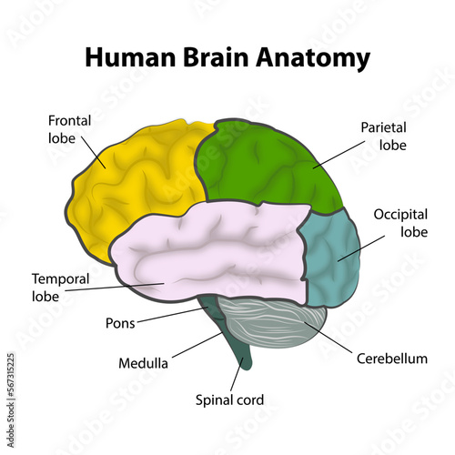 The structure of the human cerebral cortex