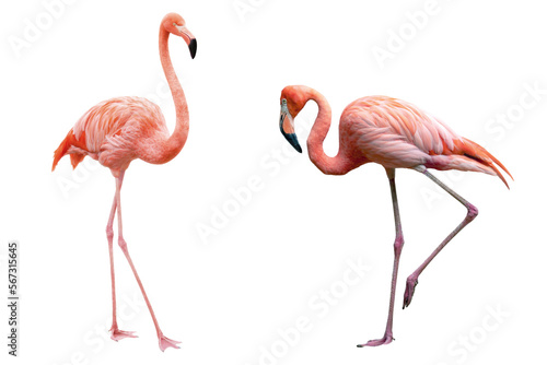flamingos on transparent background