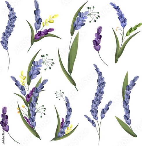 Floral vector set. Lovely delicate lavender sprigs with leaves. Flowers on white background 