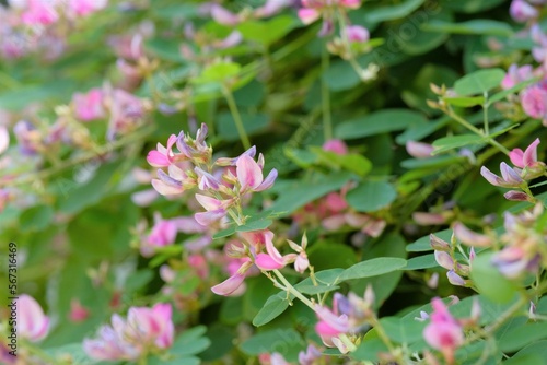 pink bush clover in full blooming 