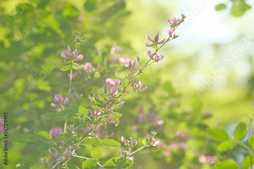 pink bush clover in full blooming