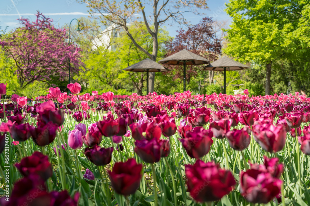 sea of purple tulips in front of sunshades in a public park sea of purple tulips in front of sunshades in a public park