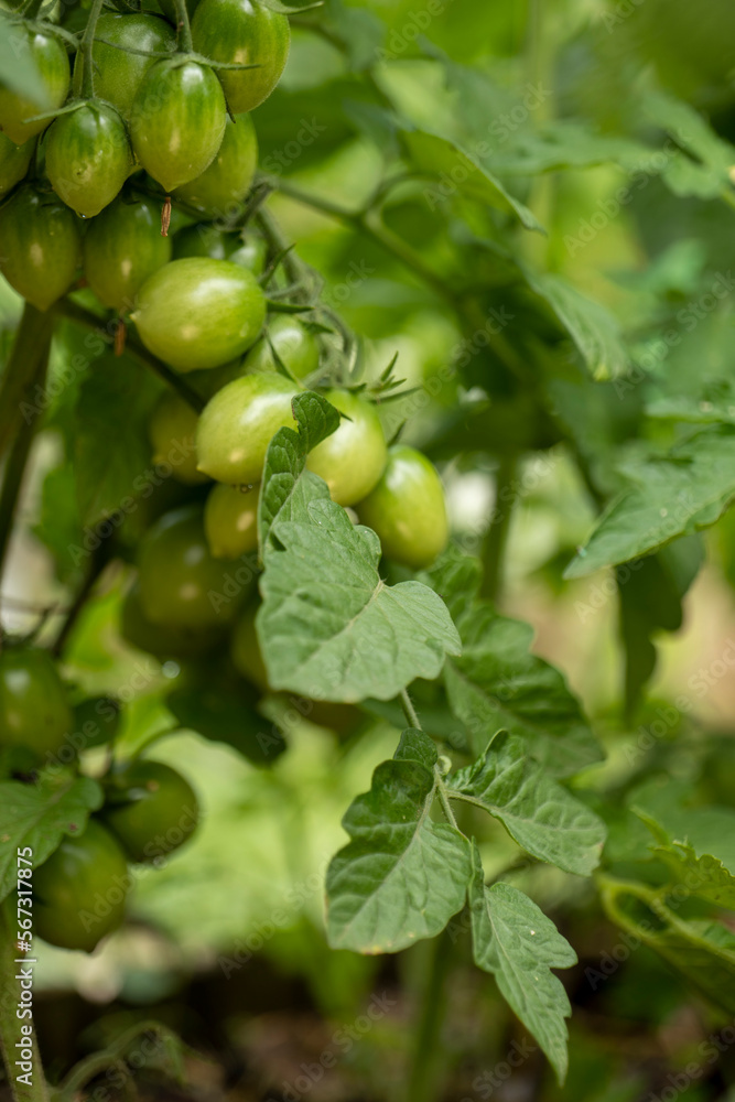 green cherry tomatoes growing in the garden 