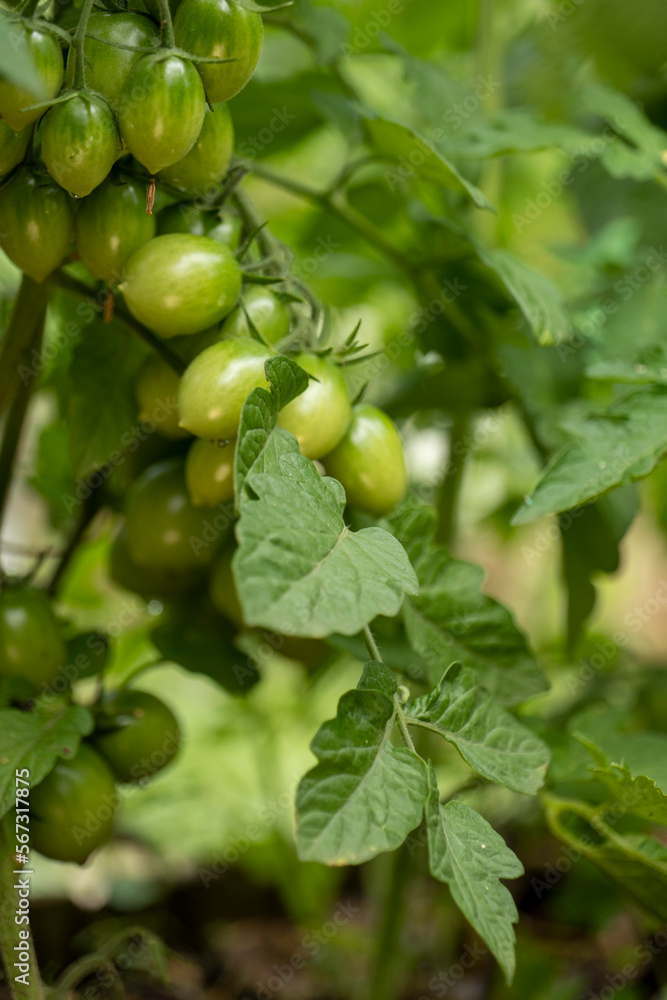 green cherry tomatoes growing in the garden green cherry tomatoes growing in the garden