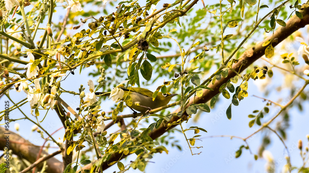 The Oriental White-eye (Zosterops palpebrosus) or Indian White Eye or Babuna or Piddi or Chashmevala or Gardoli sitting on branch of white flowers in nature. The Oriental White-eye (Zosterops palpebrosus) or Indian White Eye or Babuna or Piddi or Chashmevala or Gardoli sitting on branch of white flowers in nature.