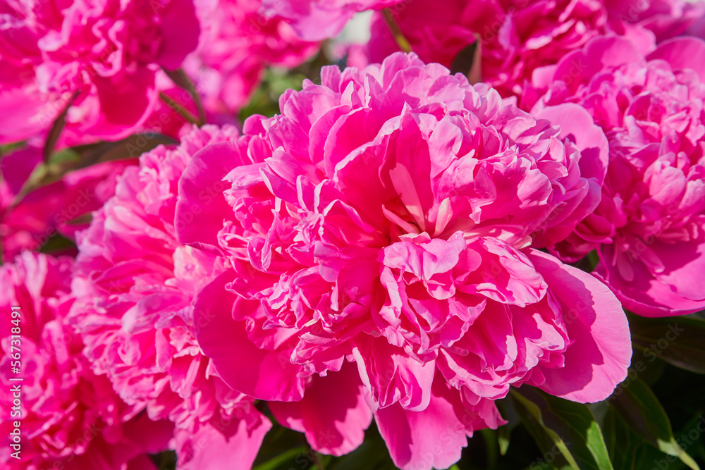pink peonies are blooming,flowers bloom in the garden in spring pink peonies are blooming,flowers bloom in the garden in spring