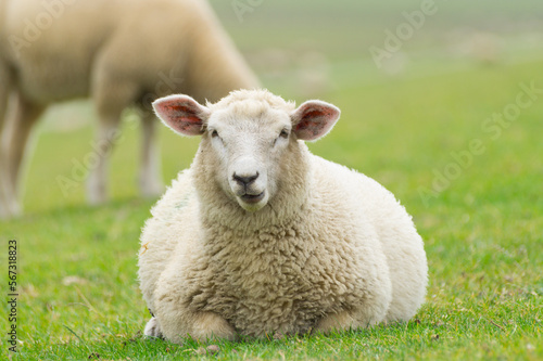 Close up of a woolly dyke sheep while looking at you