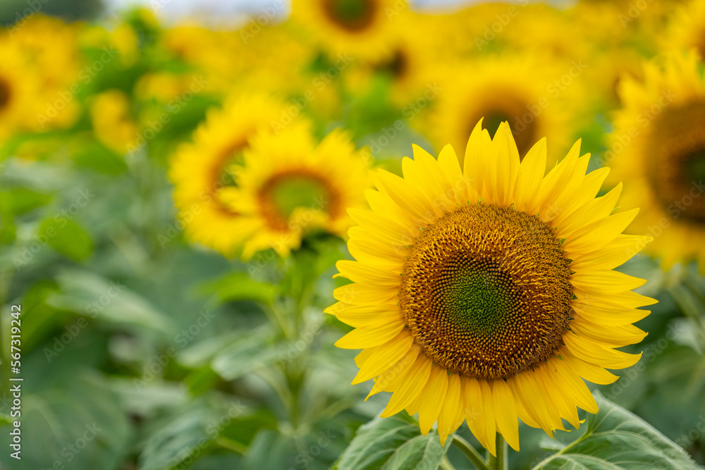 field of sunflowers