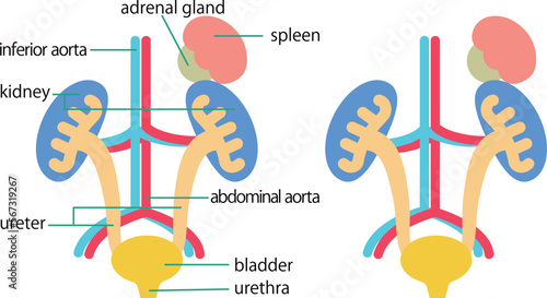 腎臓・膀胱の構造図／Structural diagram of kidney and bladder

