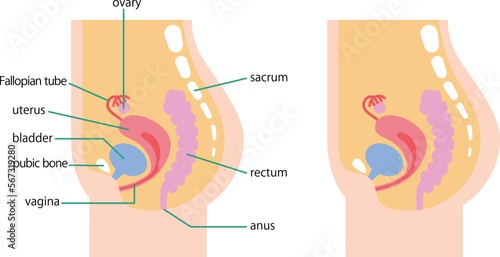 女性の下腹部の内臓を側面から図解したイラスト／Illustration depicting the internal organs of a woman's lower abdomen from the side
