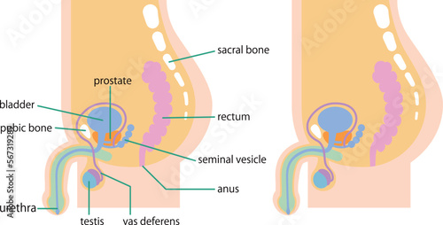 男性下腹部の内臓を側面から図解したイラスト／Illustration depicting the internal organs of the male lower abdomen from the side
