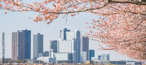 Quadro em tela 桜と武蔵小杉のタワーマンション群【神奈川県・川崎市】 
Cherry blossom and Musashi-Kosugi tower condominiums