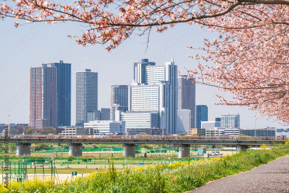 Obraz premium 多摩川の桜並木と武蔵小杉のタワーマンション群【神奈川県・川崎市】