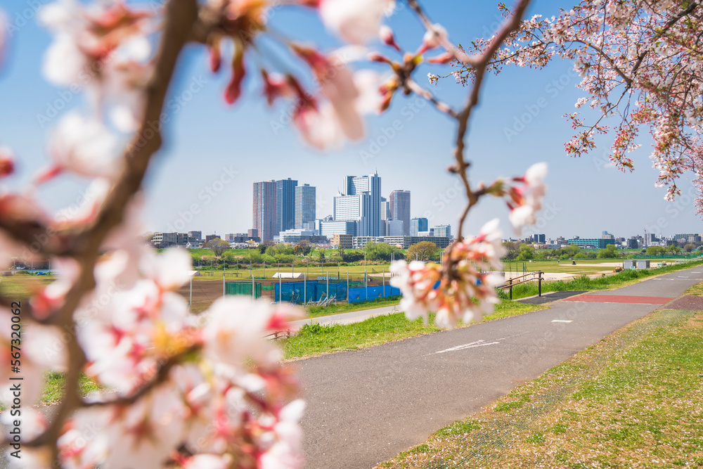 桜と武蔵小杉のタワーマンション群【神奈川県・川崎市】 Cherry blossom and MusashiKosugi tower