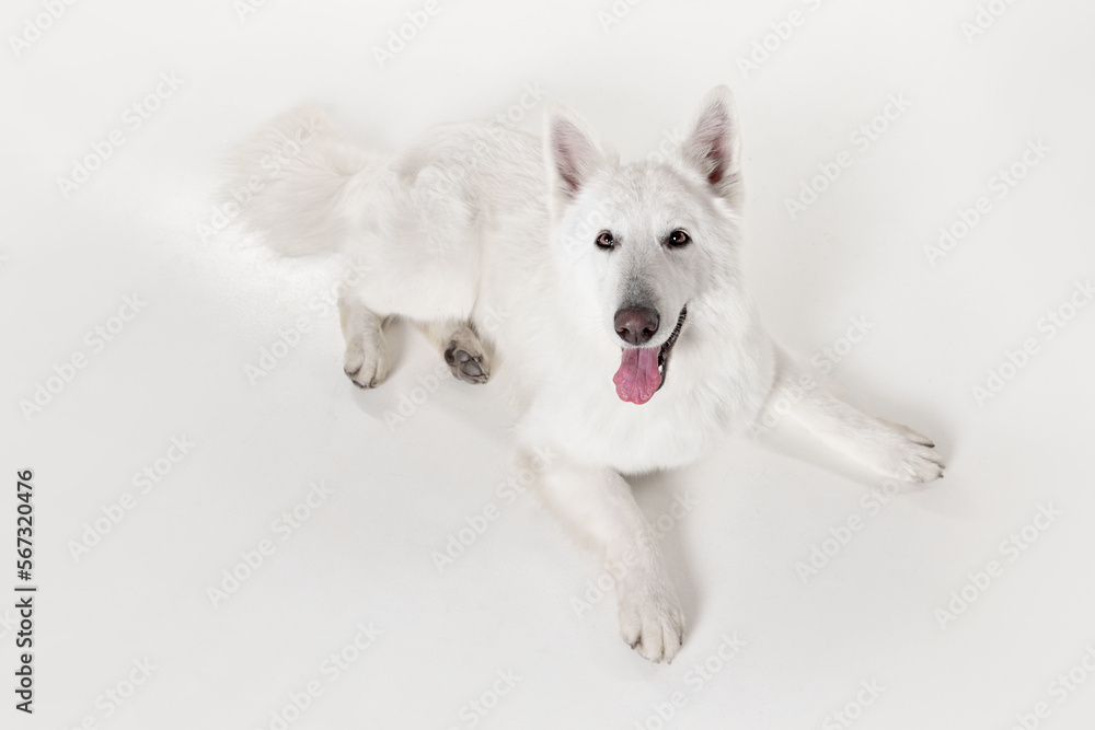 Top view. Studio shot of White Swiss Shepherd Dog posing, lying on floor with tongue sticking out isolated over grey background. Concept of motion, action, pets love, animal life, domestic animal.