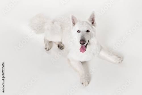 Top view. Studio shot of White Swiss Shepherd Dog posing, lying on floor with tongue sticking out isolated over grey background. Concept of motion, action, pets love, animal life, domestic animal.