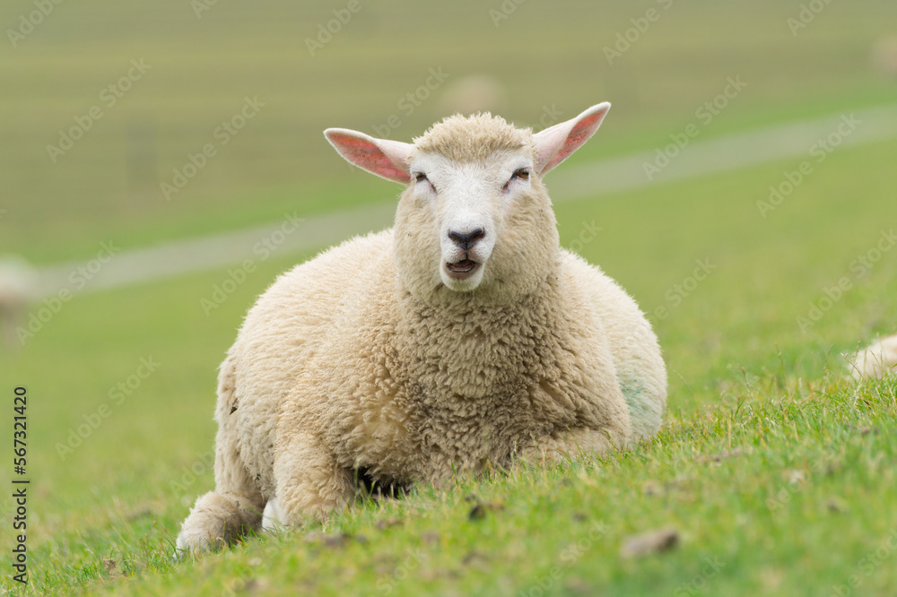 Fototapeta premium Sheep