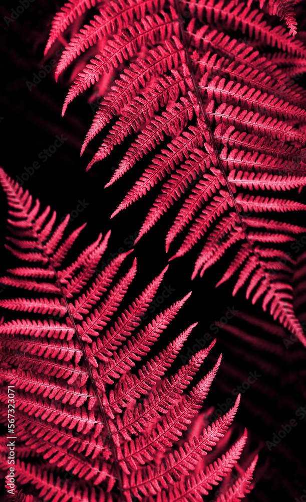 abstraction background fern leaf on magenta color background tropical leaves abstraction background fern leaf on magenta color background tropical leaves