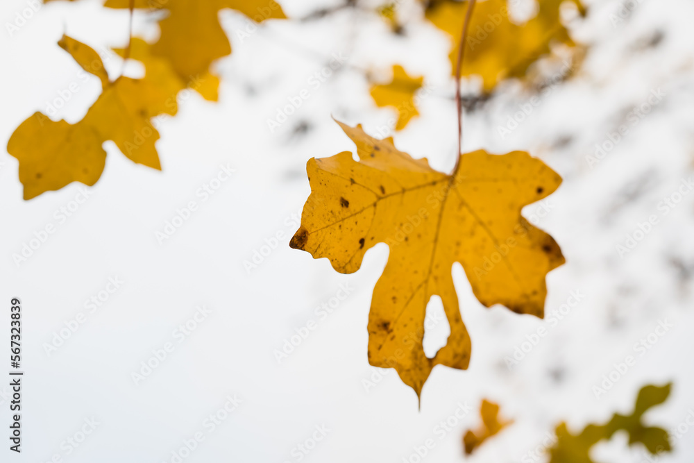 real fall yellow maple leaves in clear sky background real fall yellow maple leaves in clear sky background