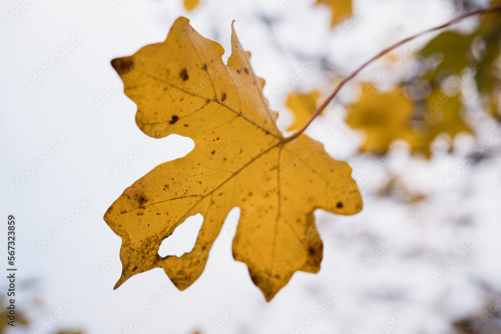 Fototapeta premium closeup real fall yellow maple leaves in clear sky background