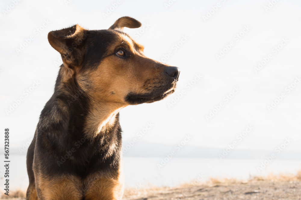 cute homeless dog face at the beach during sunset cute homeless dog face at the beach during sunset