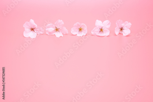 Cherry blossom isolated on pink background. sign of spring © Nikox2