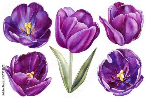 Violet tulips on a white background. Spring flower. Watercolor illustration. Purple tulips. Set of spring flowers.
