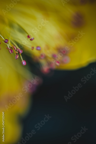 a close up freelensed image of the stamen of a yellow flower photo