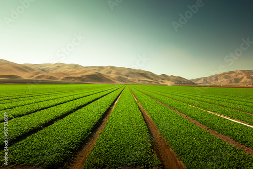 A green row lettuce field in the Salinas Valley, California USA. photo