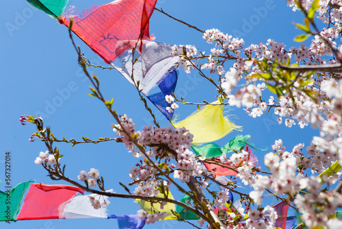 Colorful prayer flags hanging from blossoming tree, Lukla, Khumbu, Nepal photo