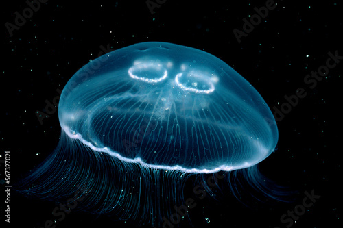 Moon Jellyfish, Aurelia aurita, Norway, Atlantic ocean, north atlantic ocean photo