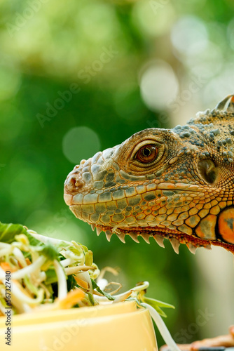 iguana on a branch