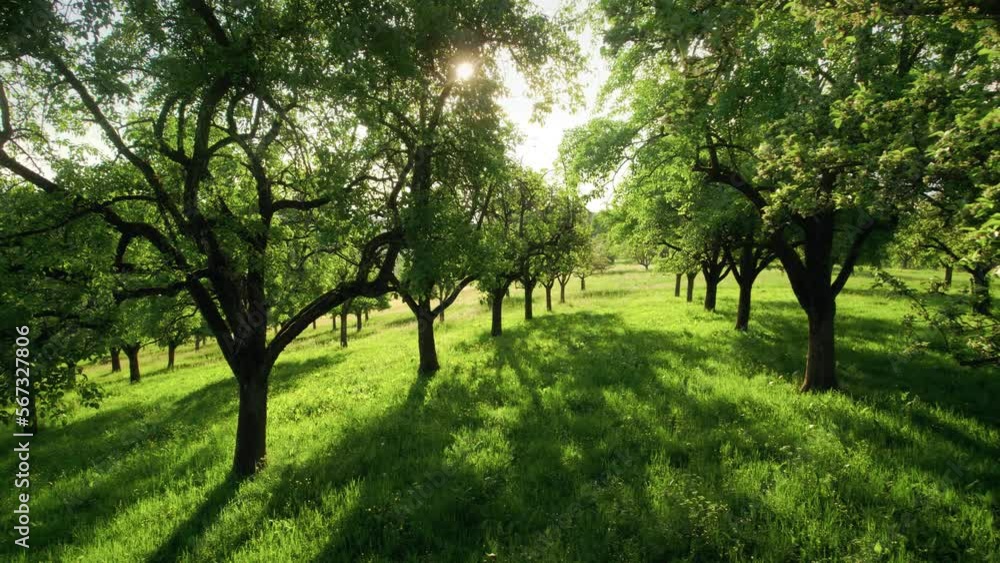 Moving through rows of trees in a beautiful green orchard, a tranquil smooth footage of an idyllic rural landscape with the sun shining through the branches
Moving through rows of trees in a beautiful green orchard, a tranquil smooth footage of an idyllic rural landscape with the sun shining through the branches