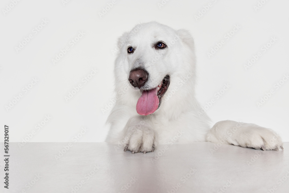 Close-up muzzle of beautiful smart calm White Swiss Shepherd Dog posing isolated over grey background. Concept of motion, action, pets love, animal life, domestic animal.