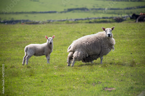 Sheep and Lamb in a green field 