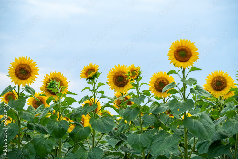 Sunflower in the foreground against a background of the sky and a field of sunflowers