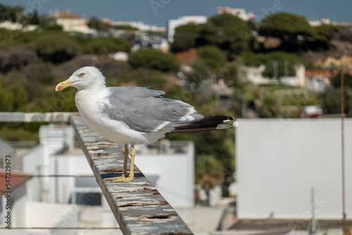 juvenile seagull near the docks photo