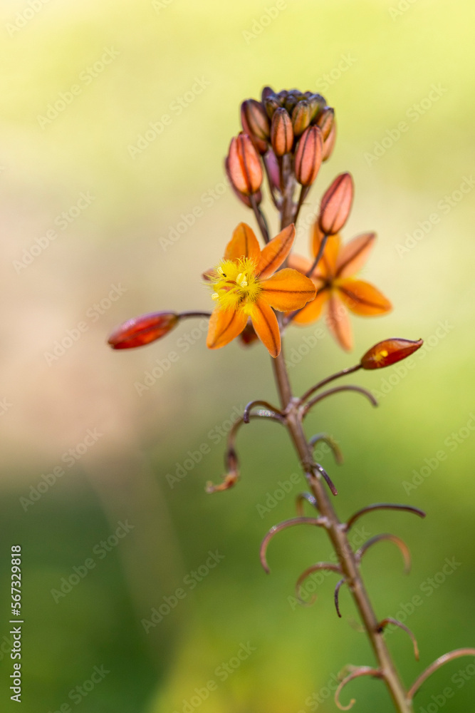 Fototapeta premium beautiful Bulbine frutescens