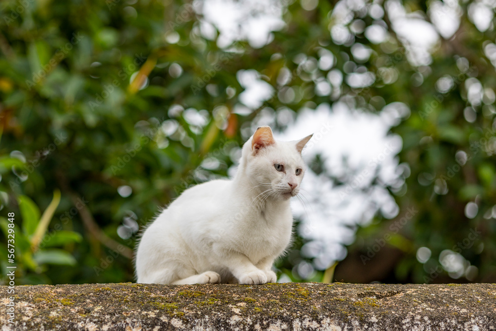 Fototapeta premium cat watching on top of wall